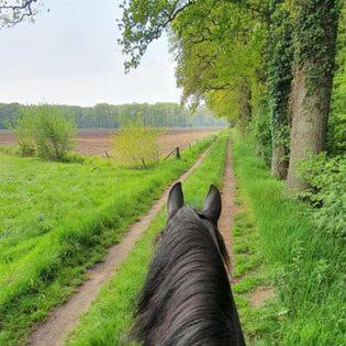 Luxe Gastenkamer Met Living En Keuken Bij Friezen Paarden Stal Pellendijk Westendorp Экстерьер фото